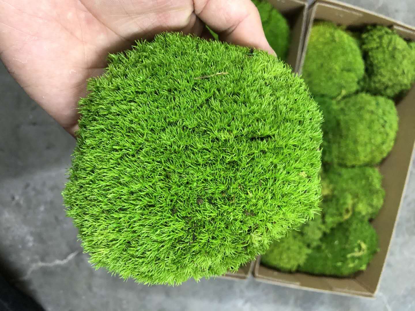 Bun moss in bulk for green walls